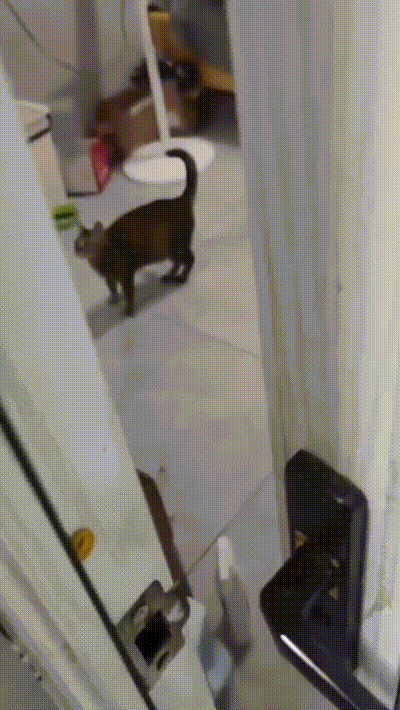 【操心没有用，操妹妹才有用!】妹妹大半夜喝酒回家被亲哥埋怨 动图预览 - 私房ACG - sifacg.com