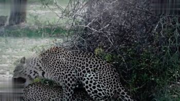 天美传媒TMTC002二次元性感小野猫极上服务 - 私房ACG - sifacg.com