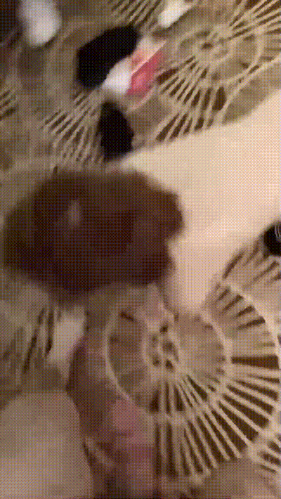 【口交吞精】极品小母狗，跪下吃主人肉棒，被肉棒打脸还要用舌头去舔，一脸淫荡！ 动图预览 - 私房ACG - sifacg.com