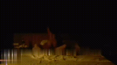 露脸陪玩，旅游时点的黑长直陪游 动图预览 - 私房ACG - sifacg.com