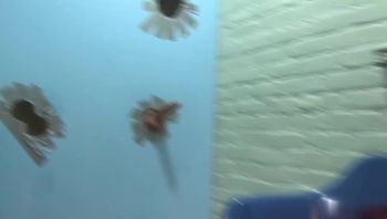 Ebony Lux Play 第一次尝试大鸡巴 - 私房ACG - sifacg.com