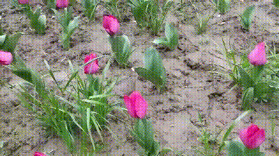 白皙美臀粉红逼自慰 xiaoe 动图预览 - 私房ACG - sifacg.com