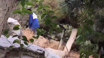 山东枣庄滕一中学 一男一女在学校花园中野战 遭偷拍 动图预览 - 私房ACG - sifacg.com