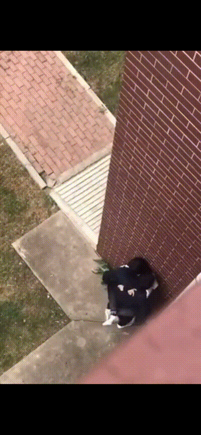 某地校园 男生宿舍3栋楼下 小情侣表演凌空抽射 留下一地避孕套 动图预览 - 私房ACG - sifacg.com