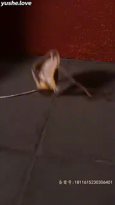 重生之我家娘子是金莲Part007 动图预览 - 私房ACG - sifacg.com